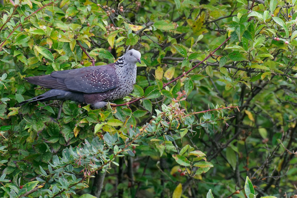 Speckled Wood-Pigeon - ML265571311