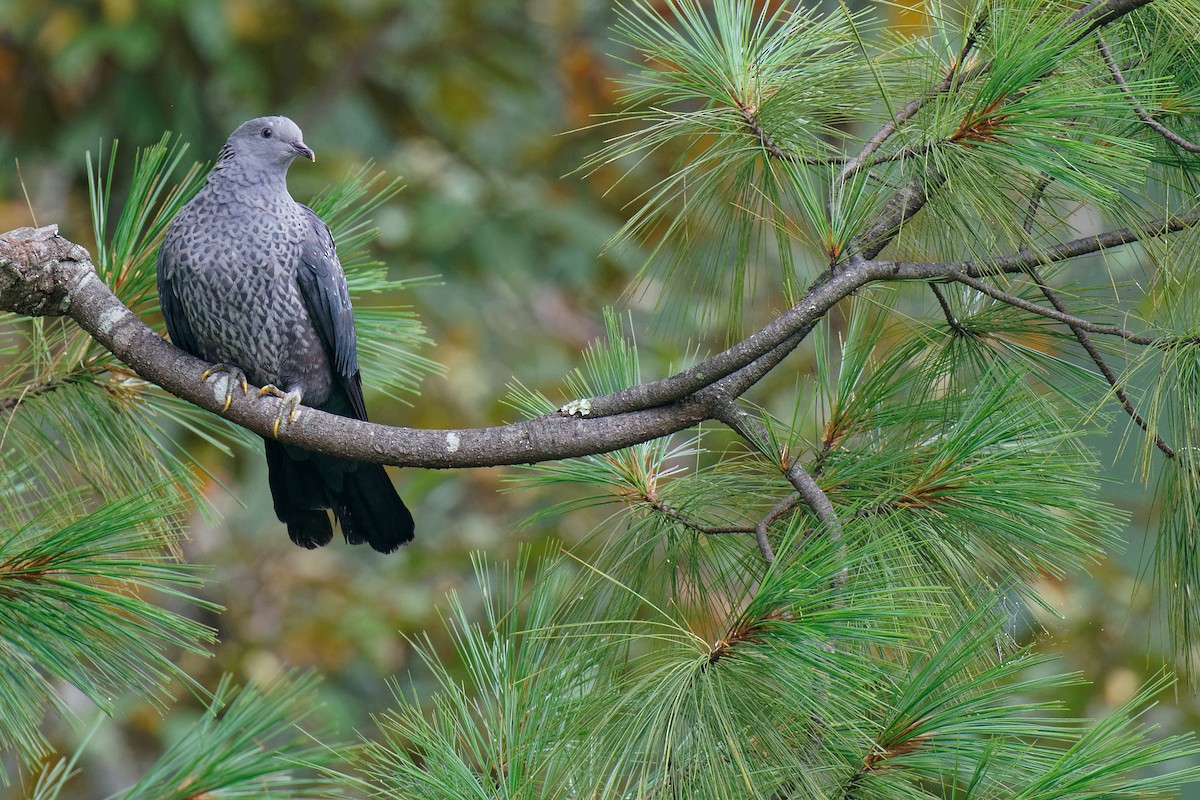 Speckled Wood-Pigeon - ML265571331