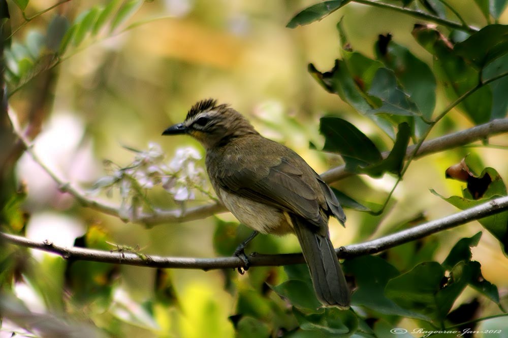 White-browed Bulbul - ML265571391