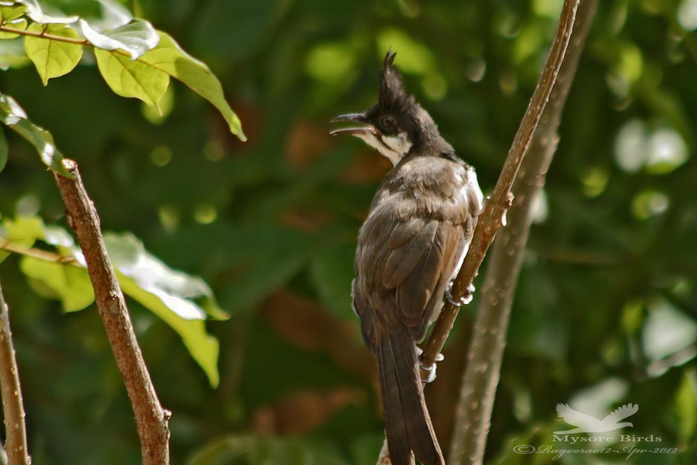 Red-whiskered Bulbul - ML265571531