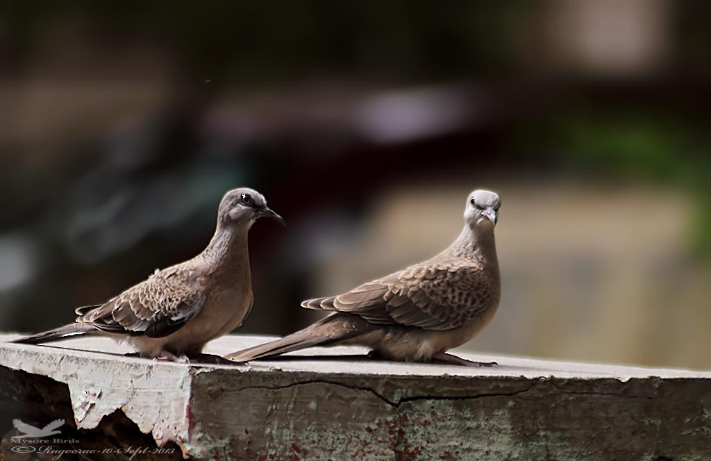 Spotted Dove - ML265572051