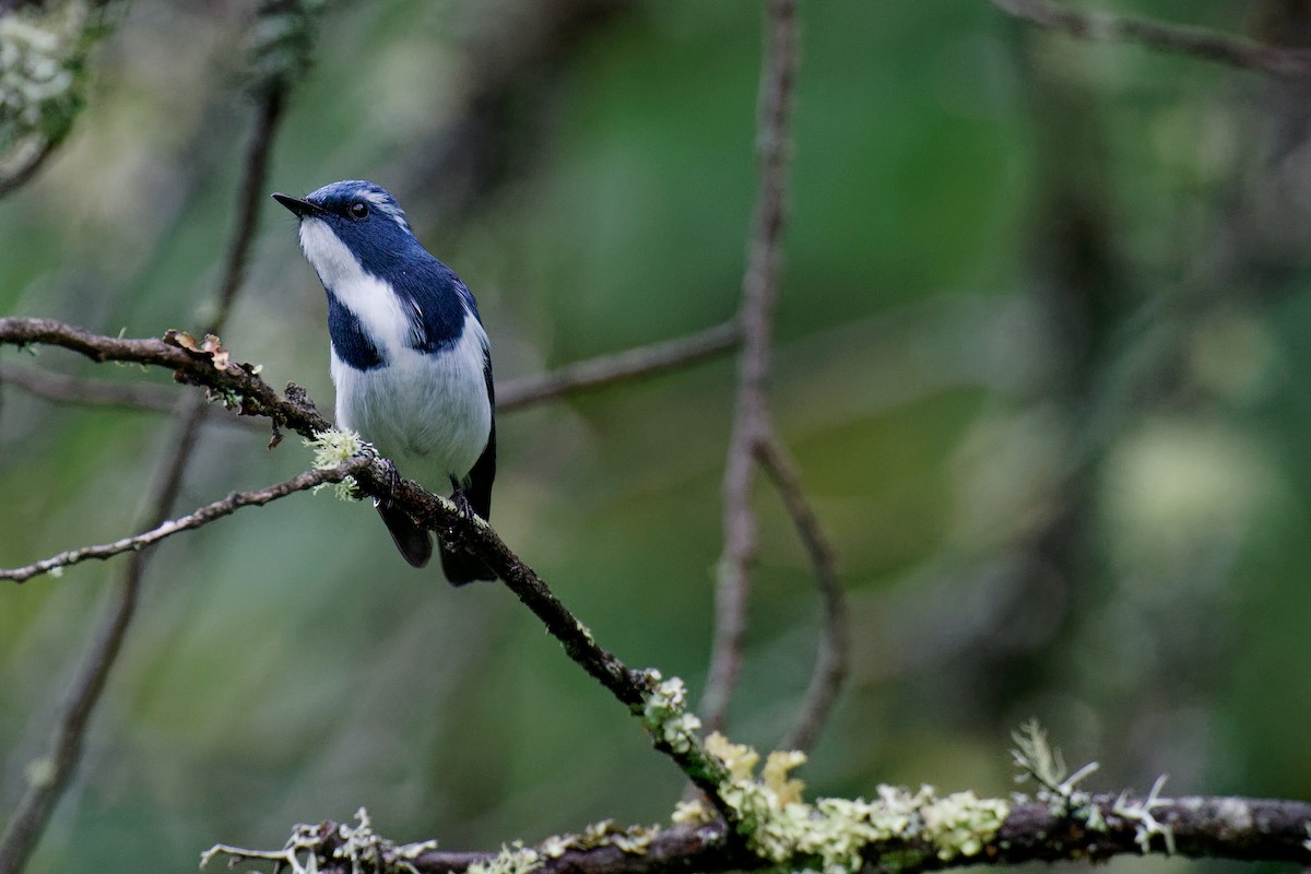 Ultramarine Flycatcher - ML265572281