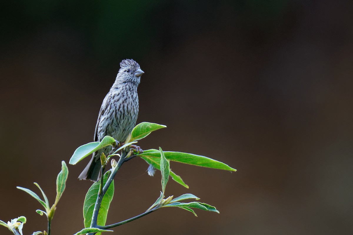 Himalayan Beautiful Rosefinch - ML265572361