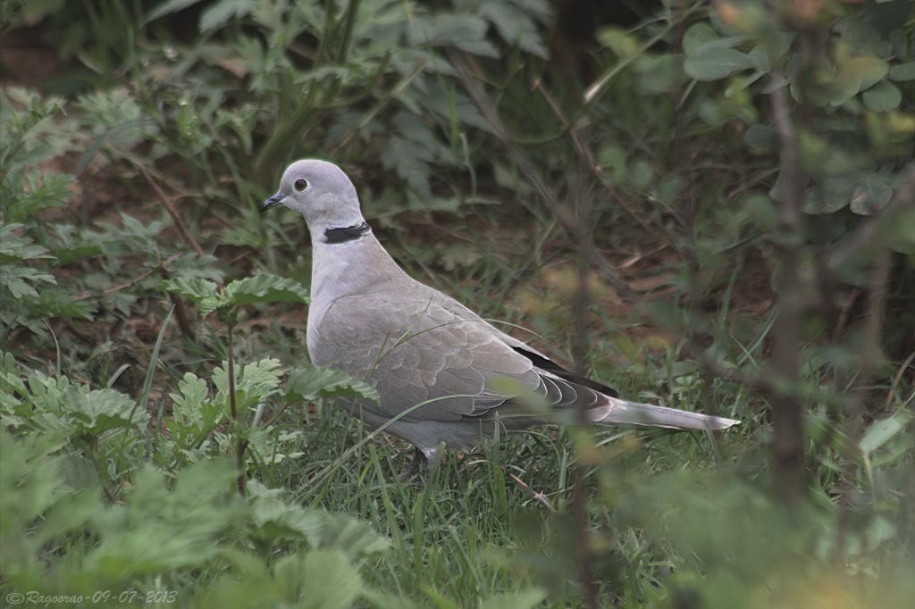 Eurasian Collared-Dove - ML265572421