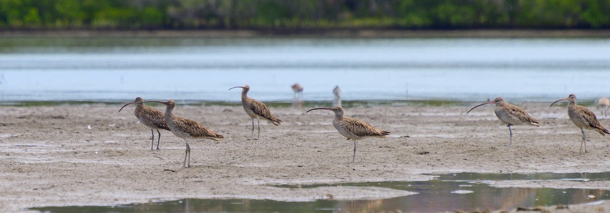 Far Eastern Curlew - Judy Leitch