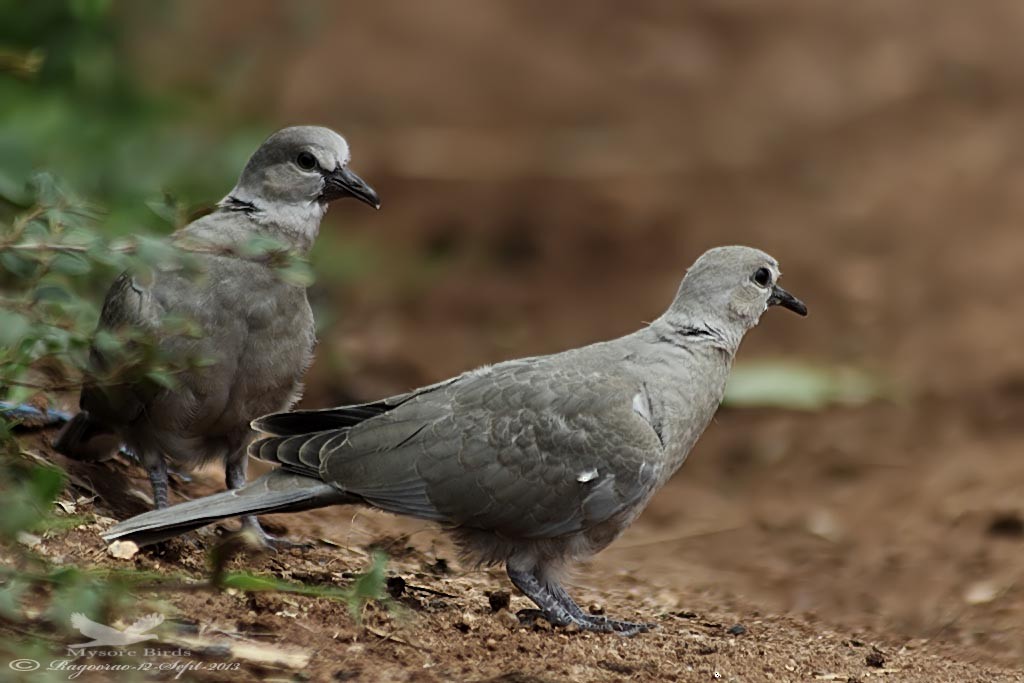 Eurasian Collared-Dove - ML265572661