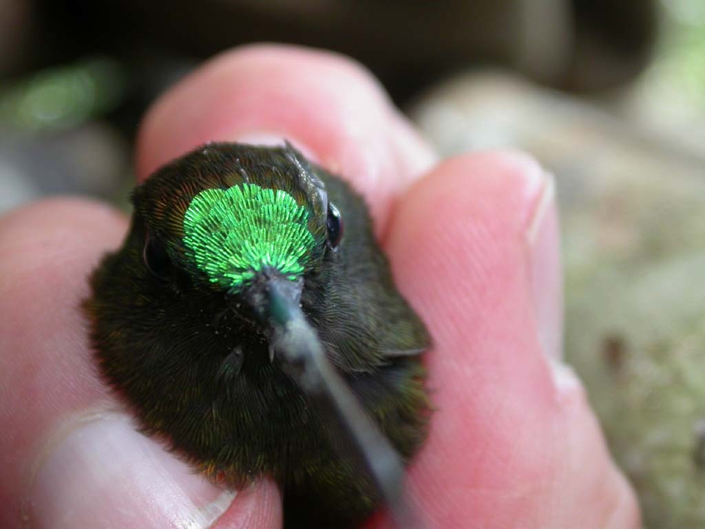 Green-fronted Lancebill - ML265574391