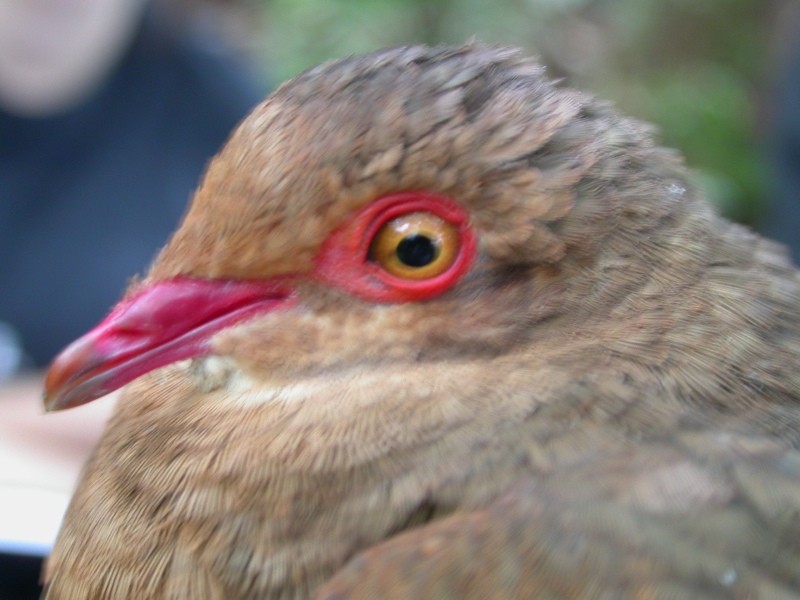 holub hnědočervený - ML265574451