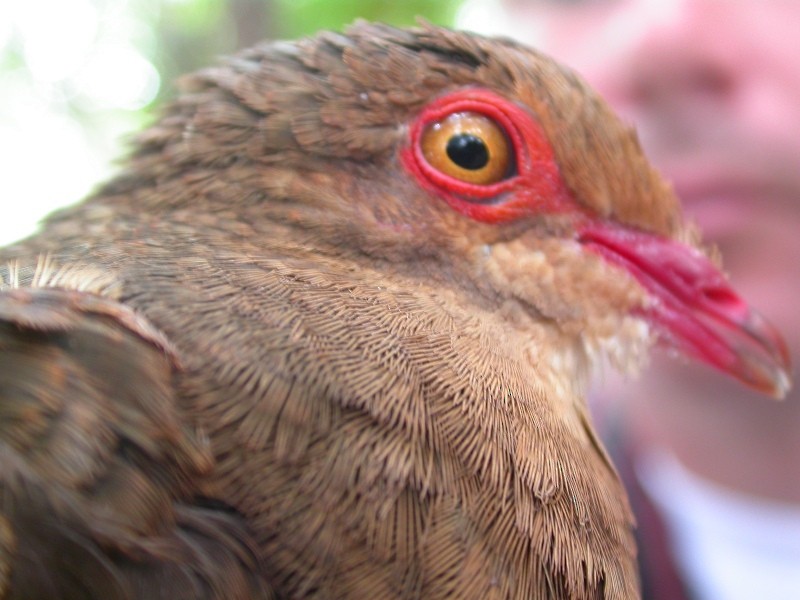 holub hnědočervený - ML265574461