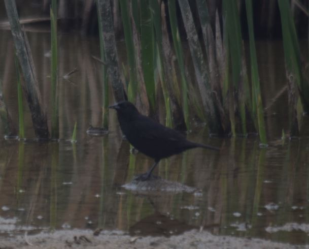 Yellow-winged Blackbird - ML265574841