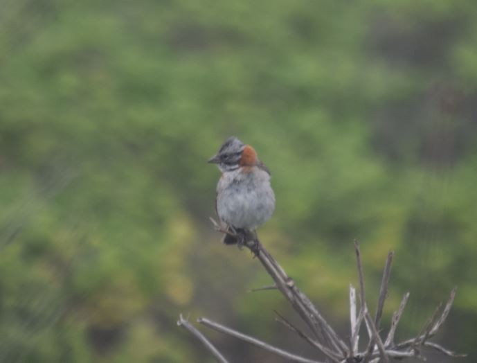 Rufous-collared Sparrow - ML265574861