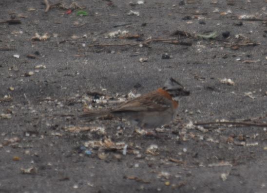 Rufous-collared Sparrow - ML265574871