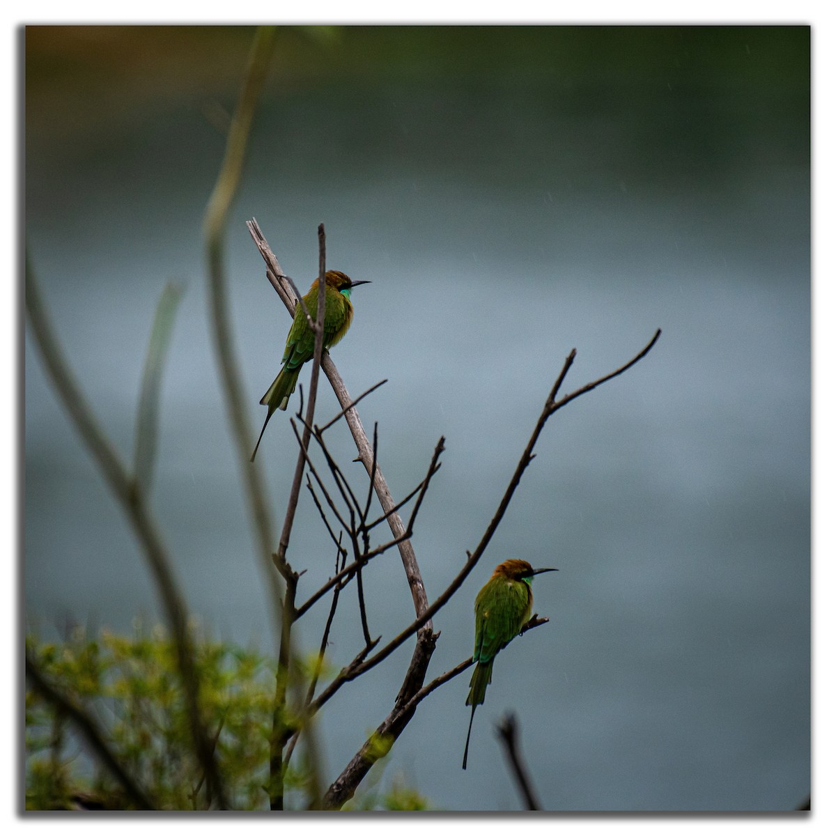 Asian Green Bee-eater - ML265576961