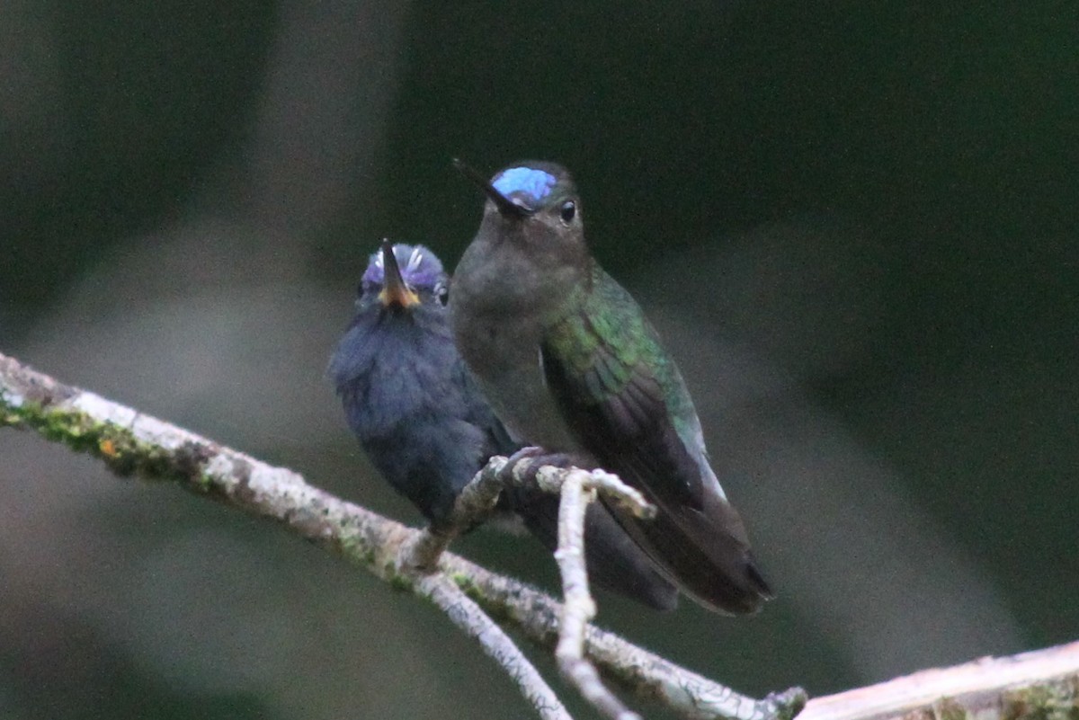 kolibřík modročelý - ML265577061