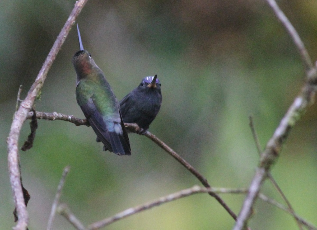 Colibrí Picolanza Menor - ML265577071