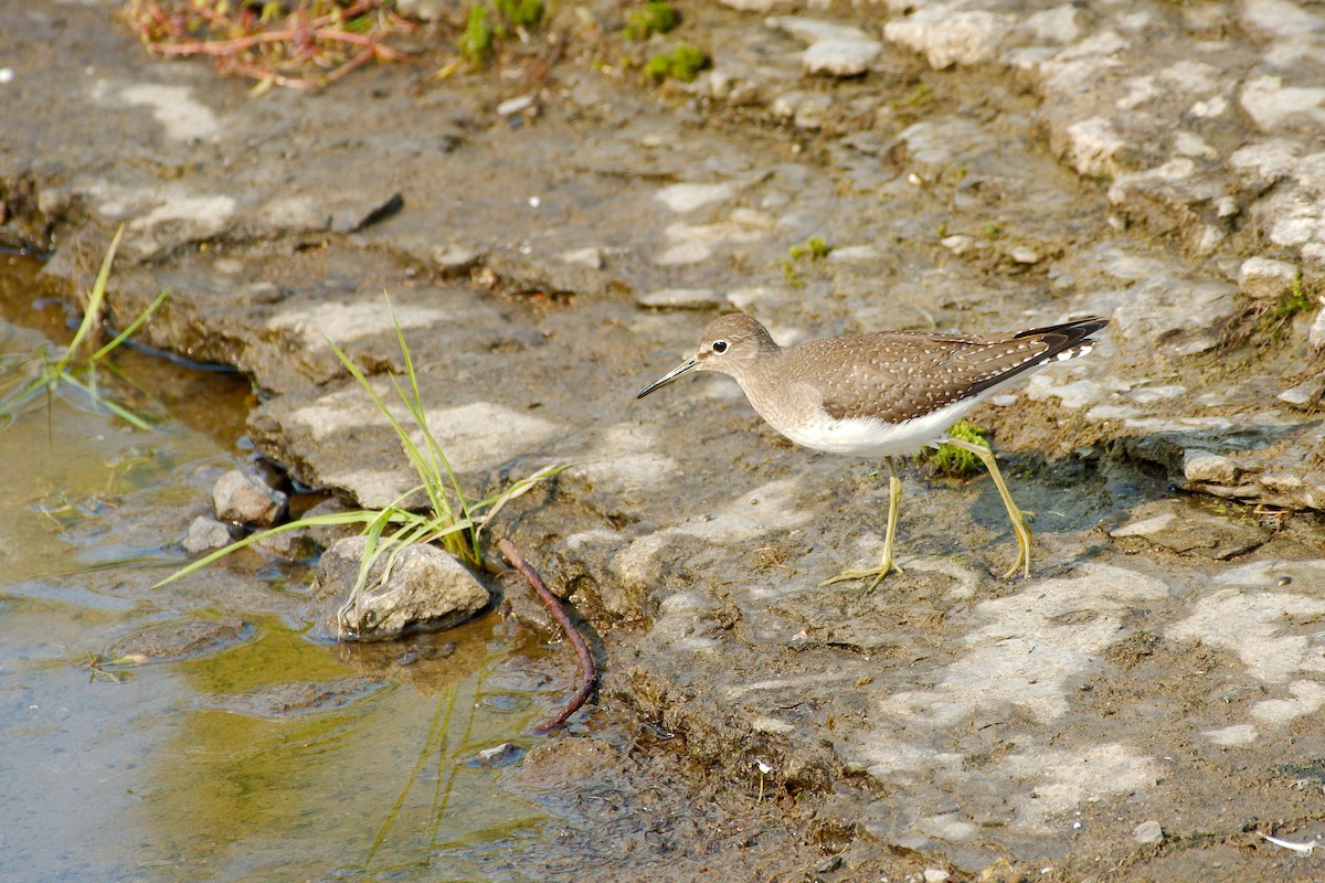 Solitary Sandpiper - Rick Beaudon