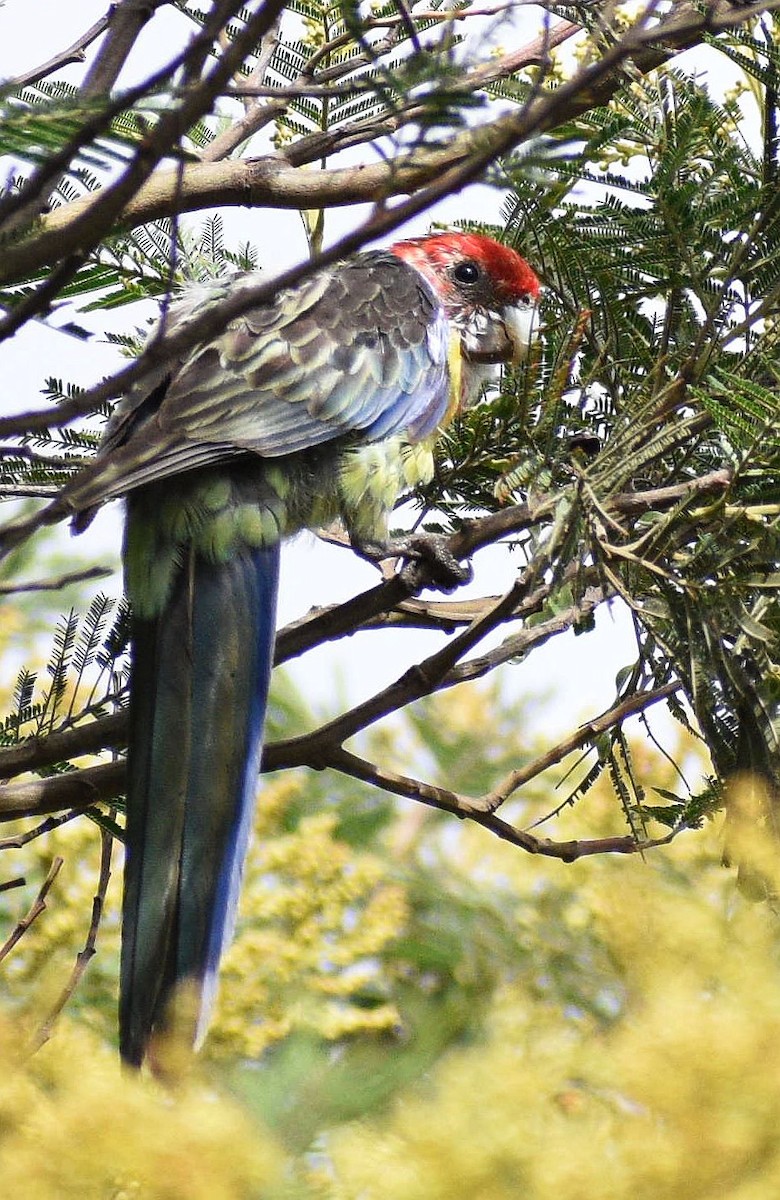 Eastern Rosella - Ken Tay