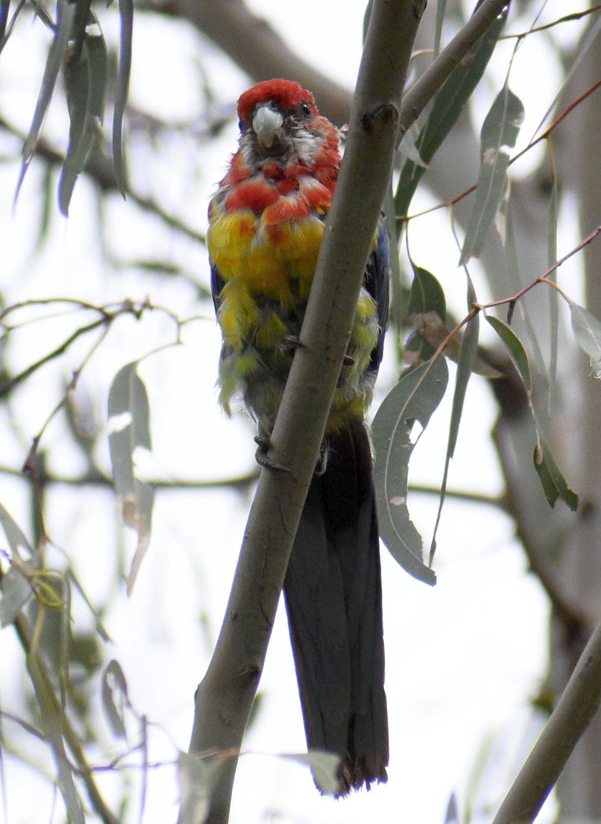 Eastern Rosella - ML265584361