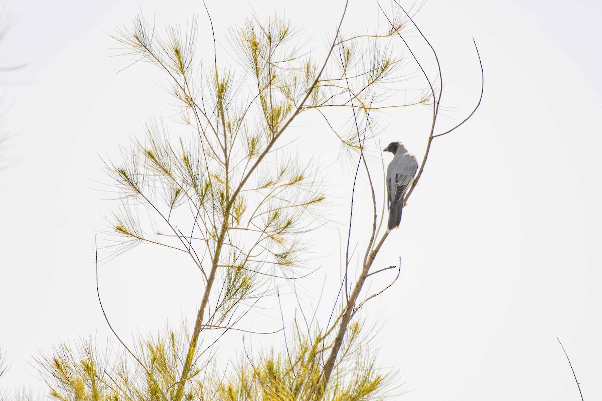 Black-faced Cuckooshrike - ML265586281