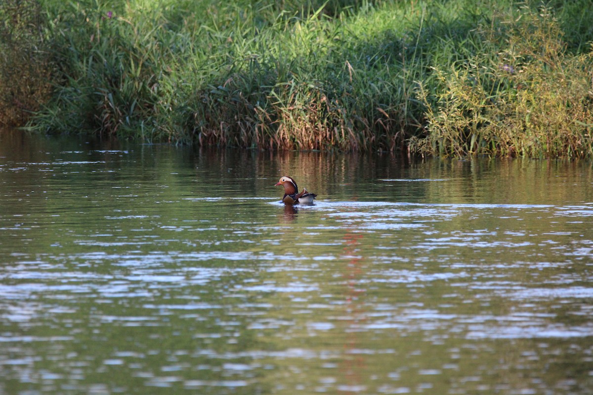 Mandarin Duck - ML265586631