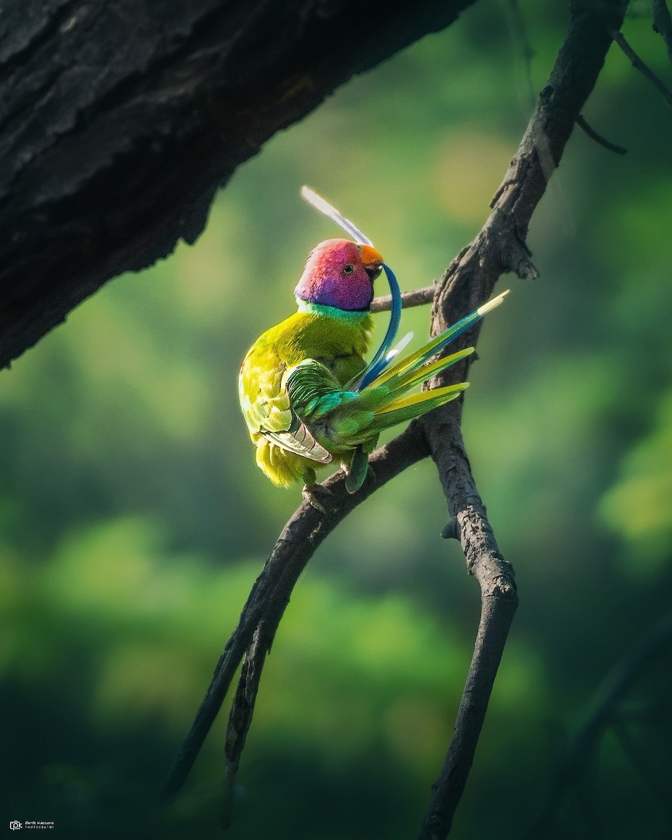 Plum-headed Parakeet - Parth Kansara