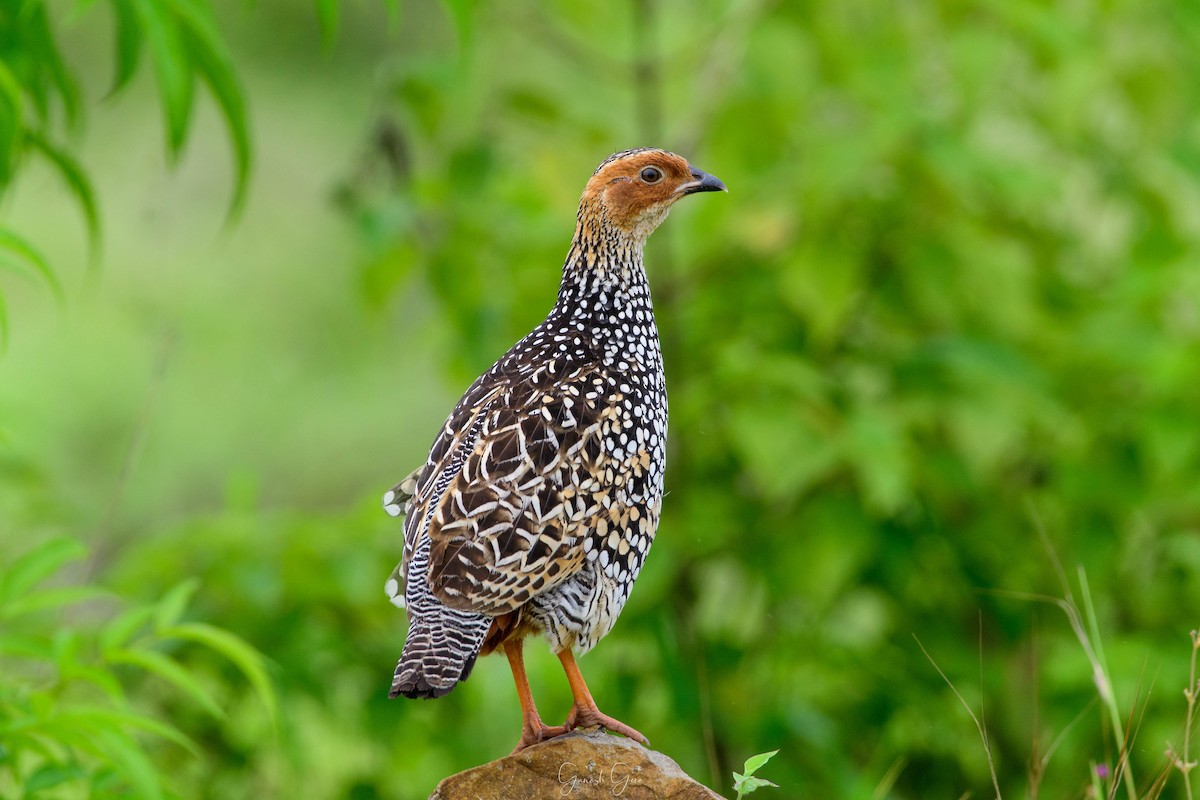 Painted Francolin - ML265586891