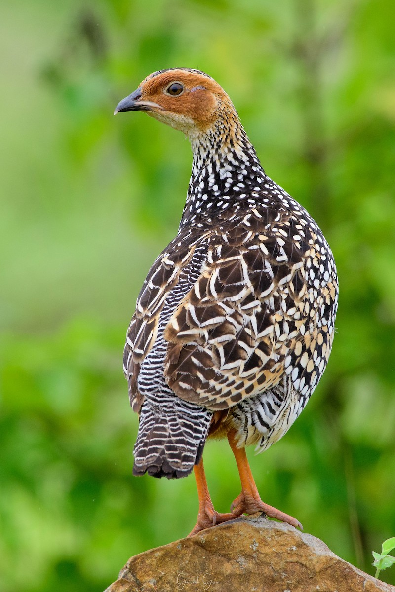 Painted Francolin - ML265586901