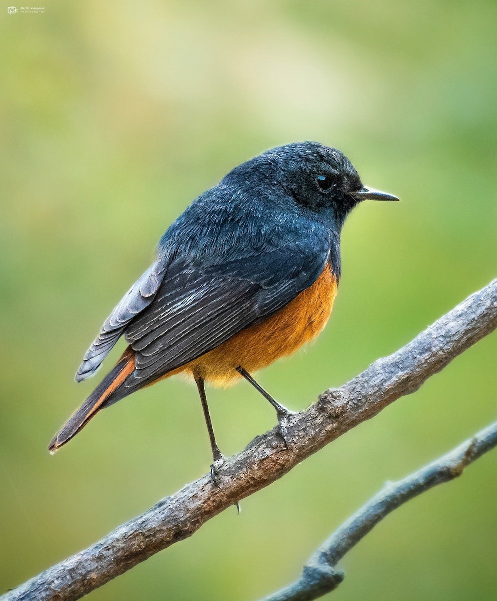 Black Redstart - ML265586981