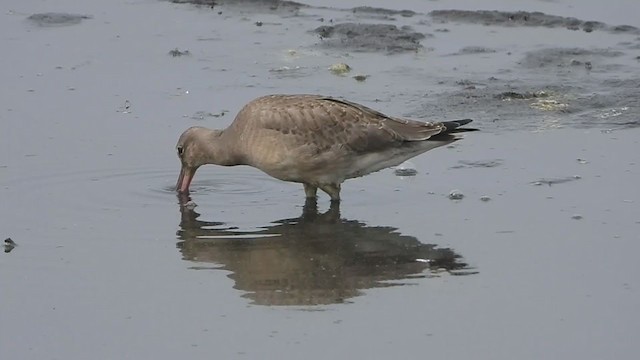 Hudsonian Godwit - ML265587741