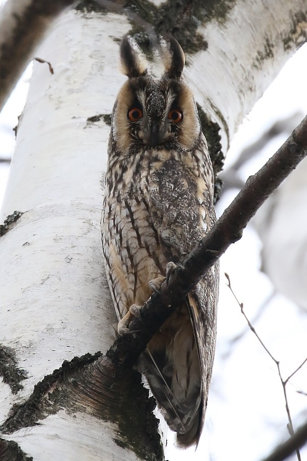 Long-eared Owl (Eurasian) - Pavel Parkhaev