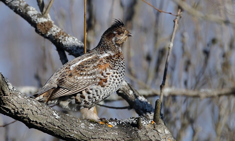 Hazel Grouse - Pavel Parkhaev