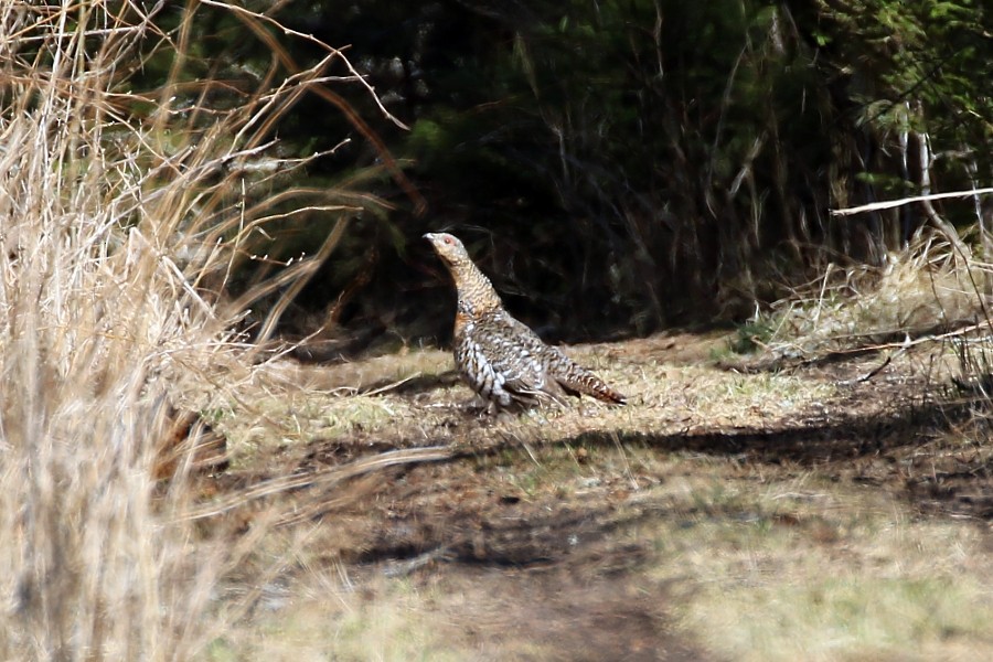 Western Capercaillie - ML265590571