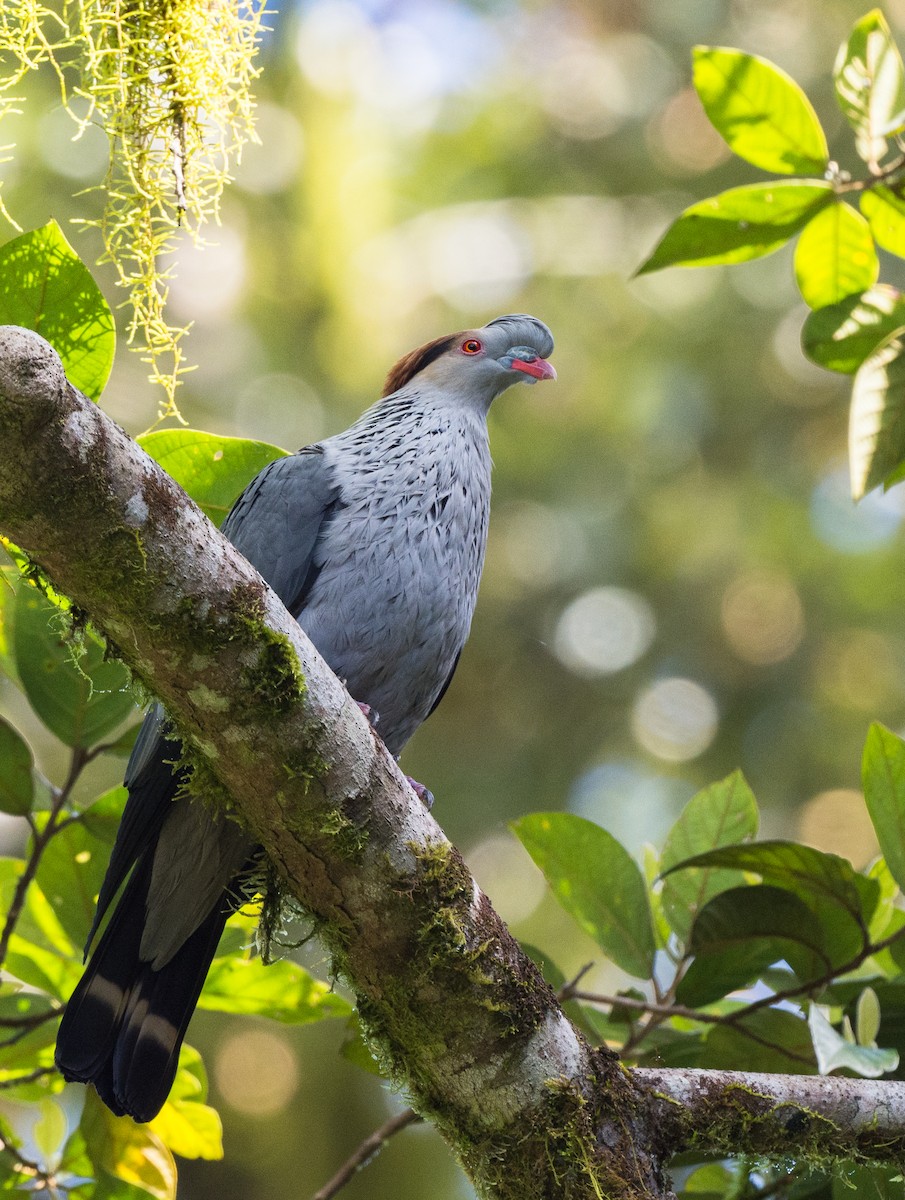 Topknot Pigeon - David Southall