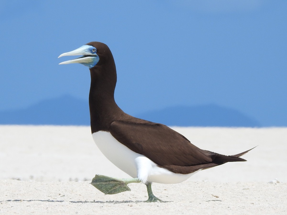 Brown Booby - ML265591431