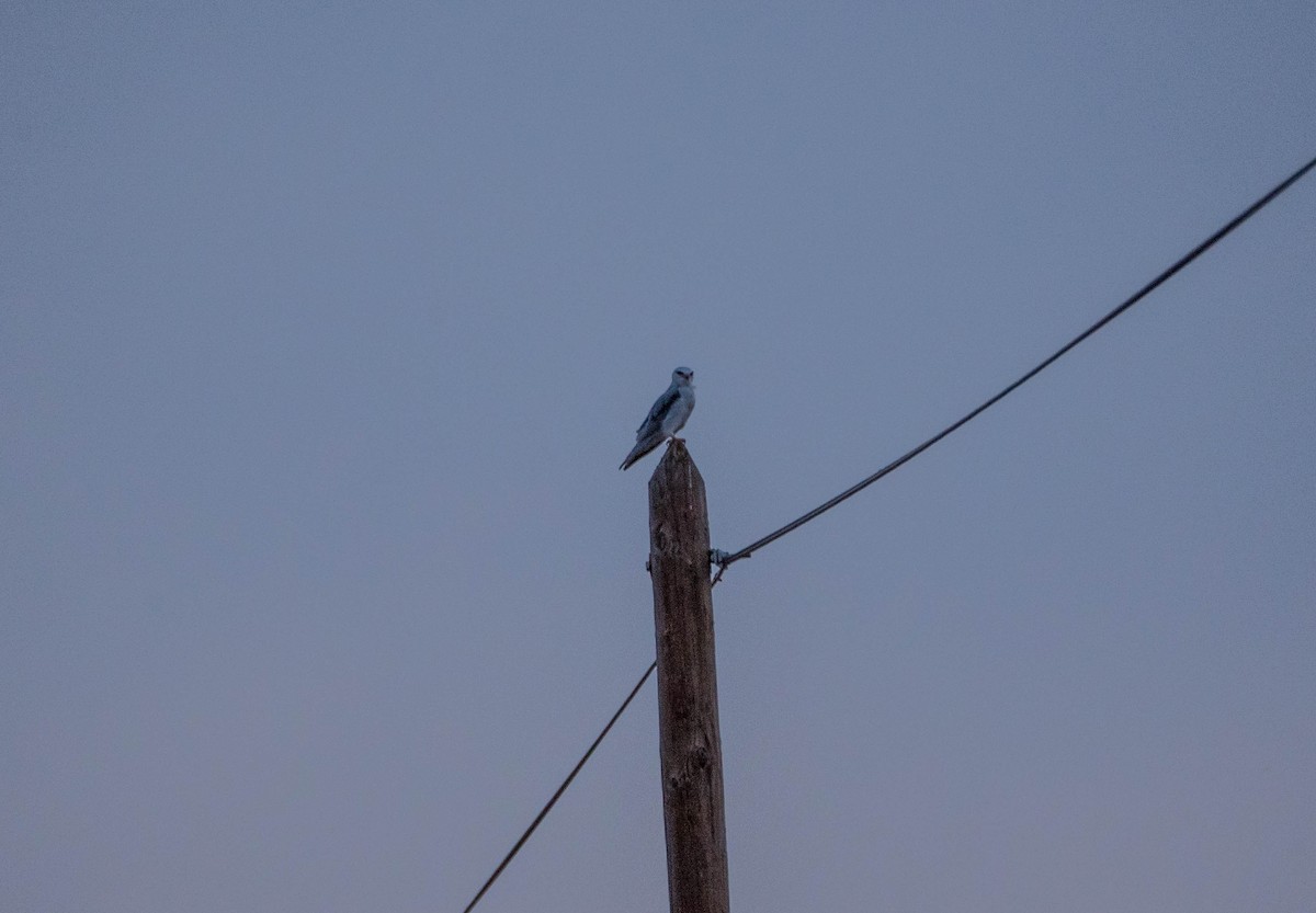 Black-winged Kite - ML265593261