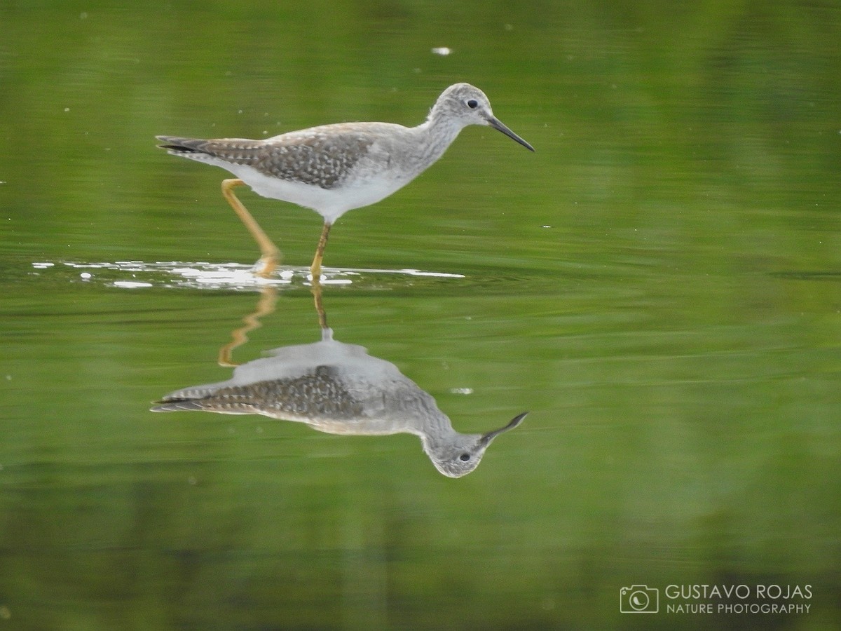 Lesser Yellowlegs - Gustavo Rojas