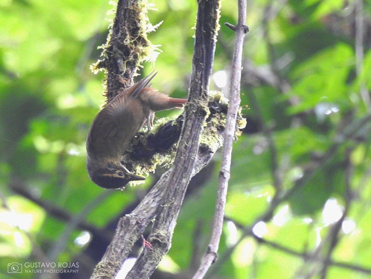 Scaly-throated Foliage-gleaner - Gustavo Rojas