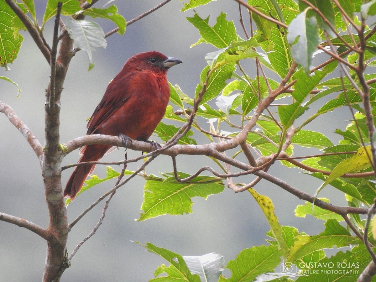 Hepatic Tanager - Gustavo Rojas