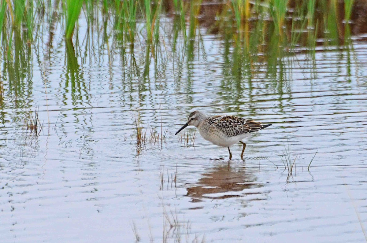 Stilt Sandpiper - ML26559791