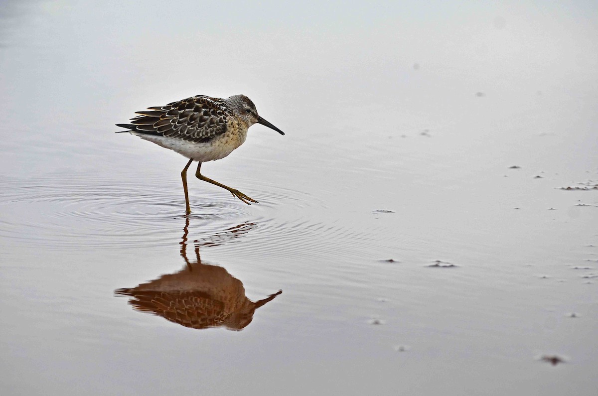 Stilt Sandpiper - ML26559811