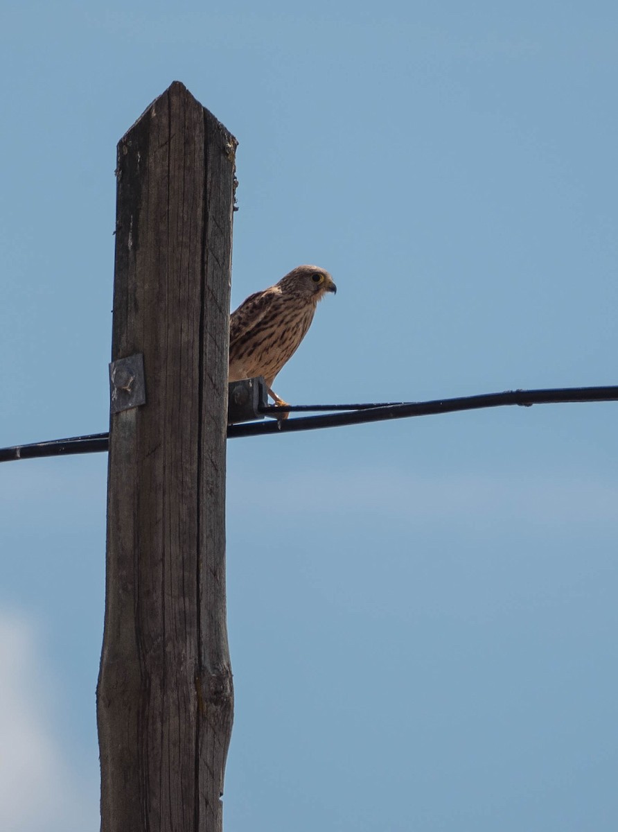 Eurasian Kestrel - ML265599101