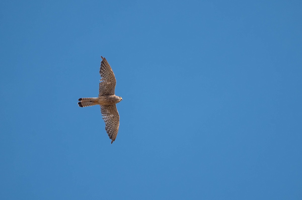 Eurasian Kestrel - Roberto Corvino