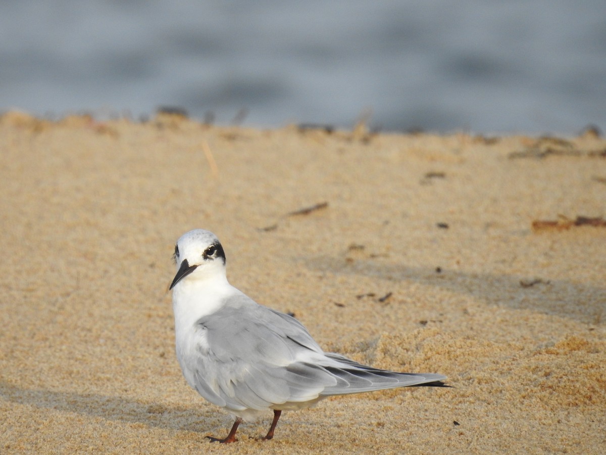 Forster's Tern - Prashant A