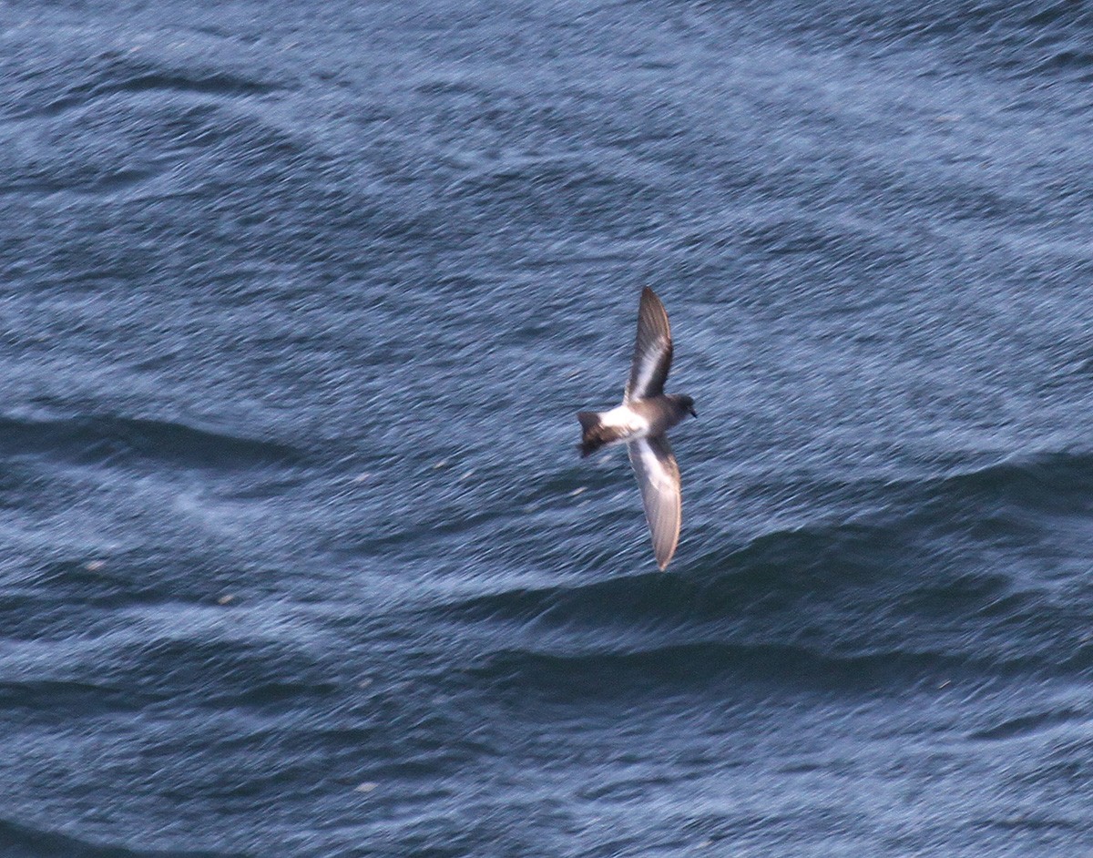 Pincoya Storm-Petrel - Fabrice Schmitt