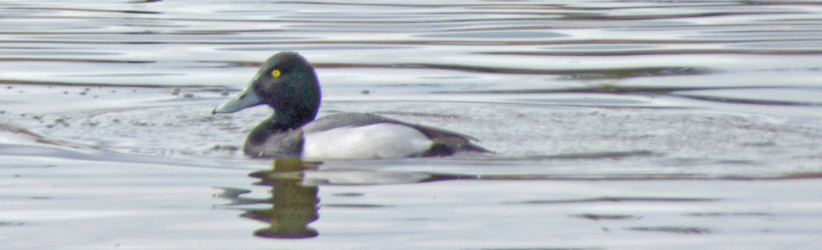 Greater Scaup - ML26560301