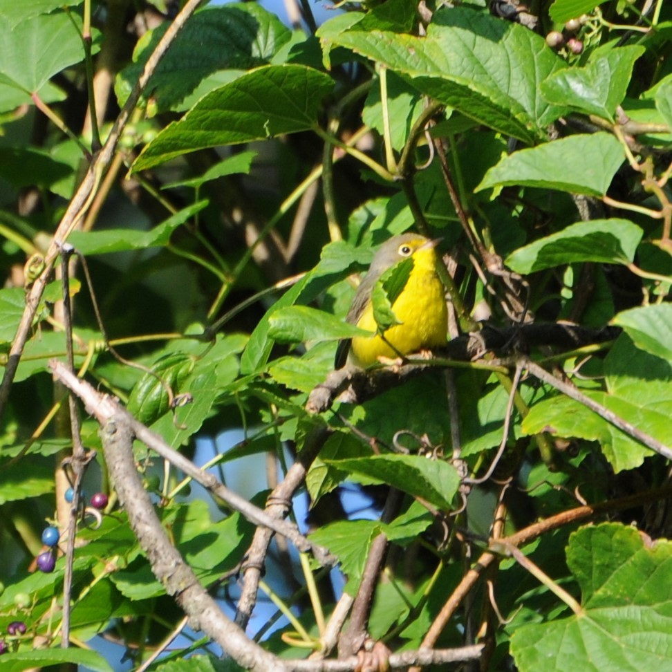 Canada Warbler - ML265605561