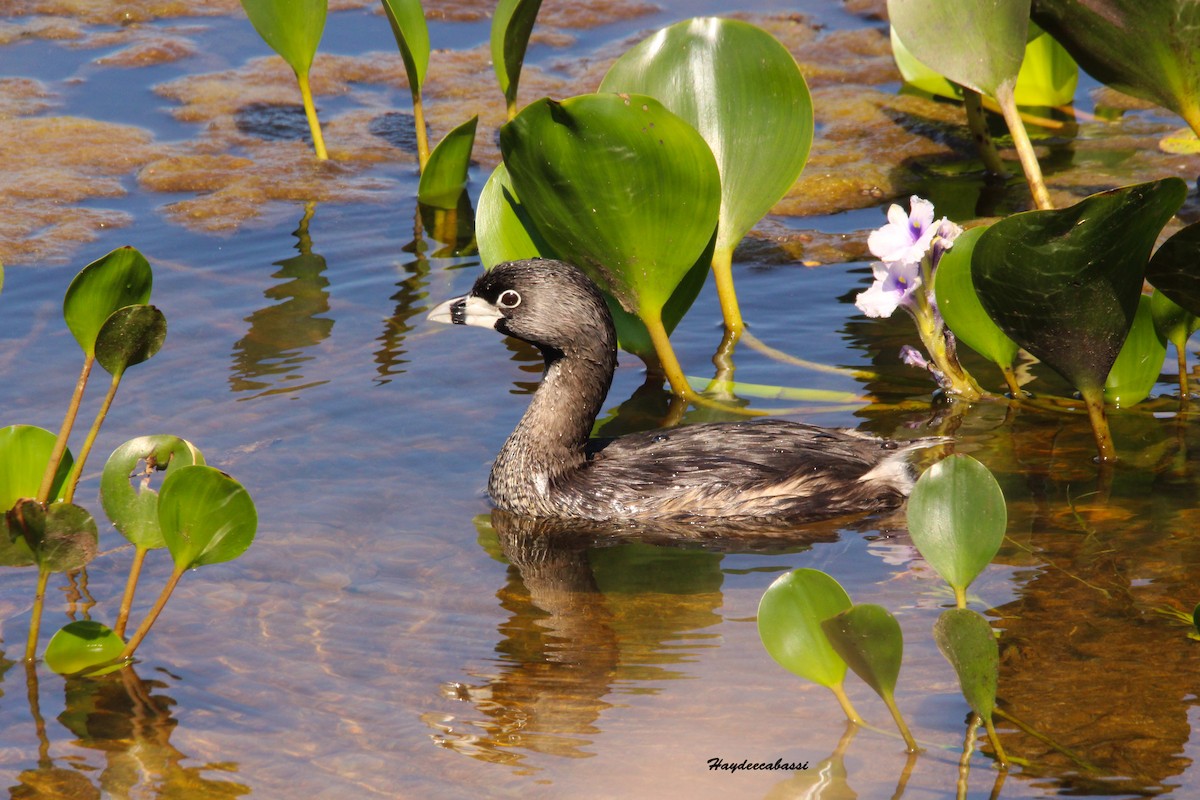 Pied-billed Grebe - Haydee Cabassi