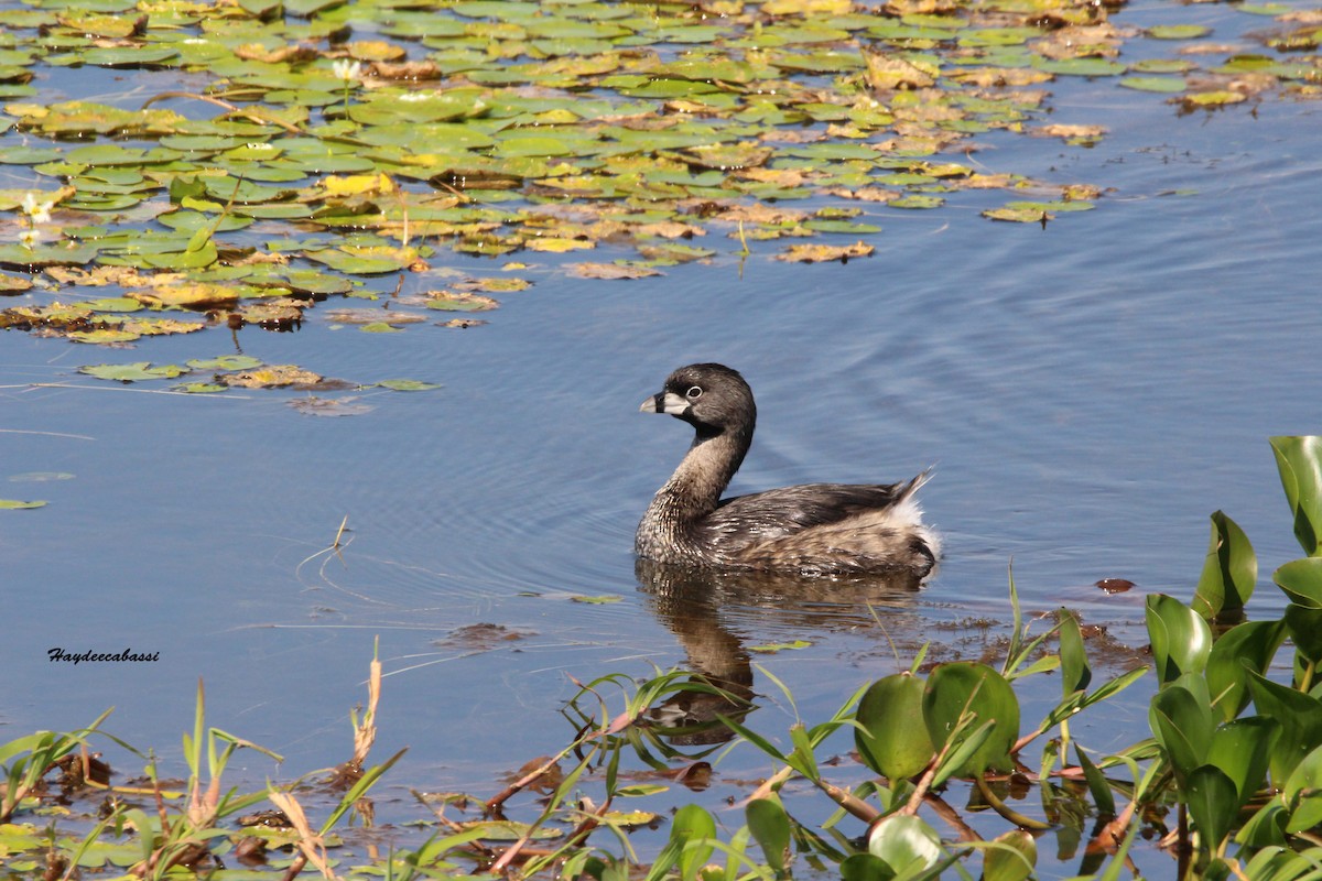 Pied-billed Grebe - Haydee Cabassi