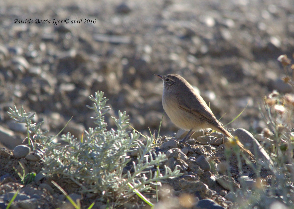 Canastero Pálido - ML26560641