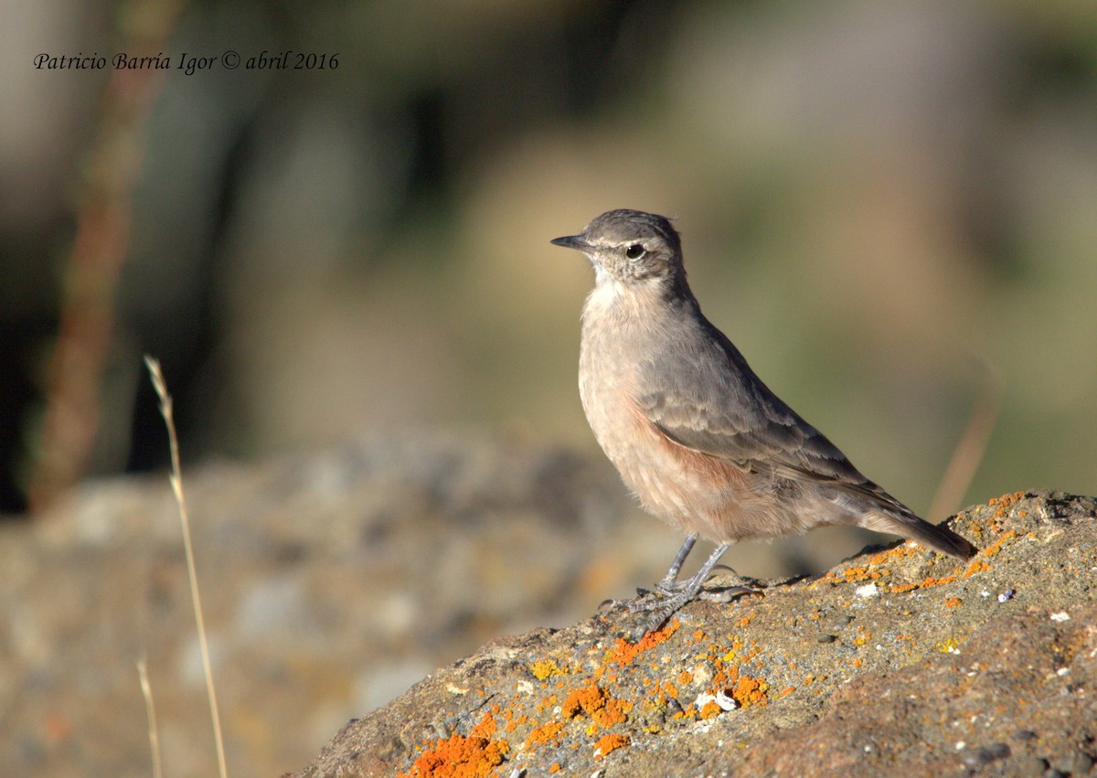 Rufous-banded Miner - patricio barria igor